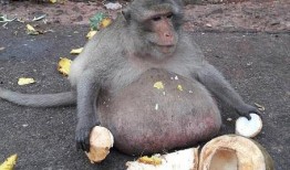 小崔猴子吃瓜视频大全免费观看,免费观看，笑料横生！